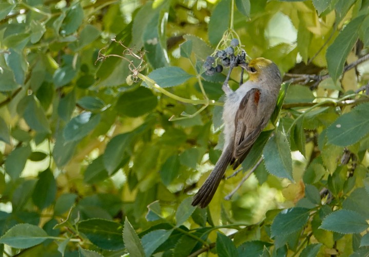 Verdin7-4d