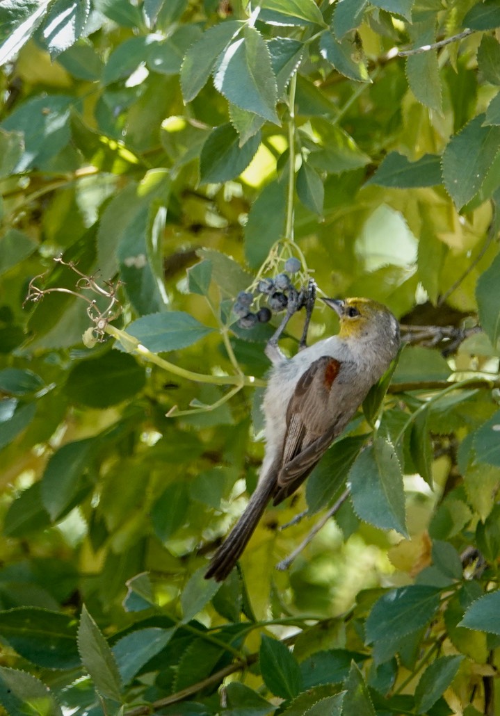Verdin7-4e