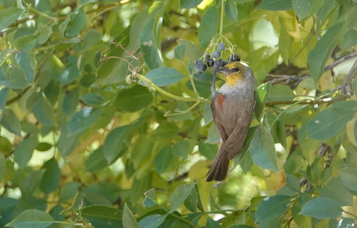 Verdin7-4f