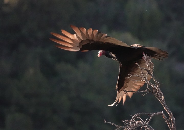 Vulture, Turkey w of Kingston 5/16