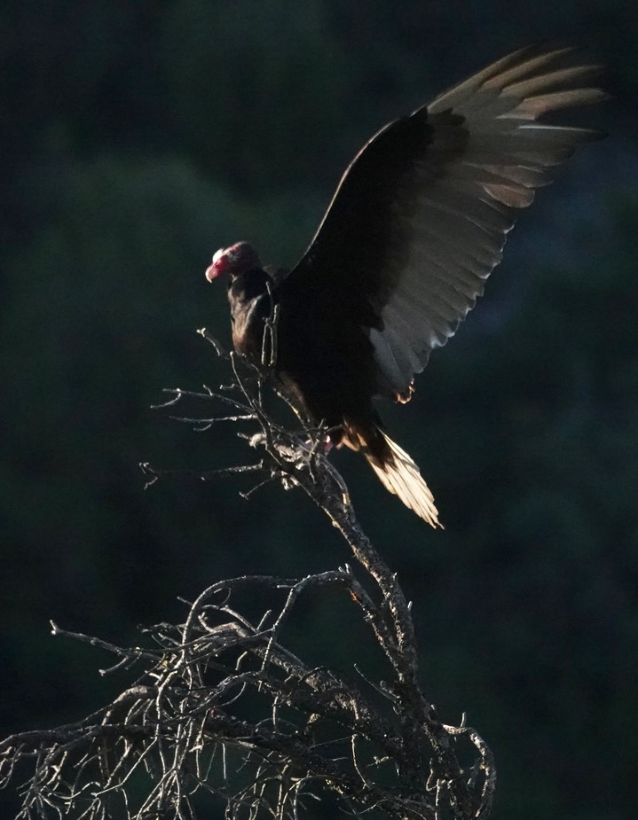 Vulture, Turkey w of Kingston 5-16