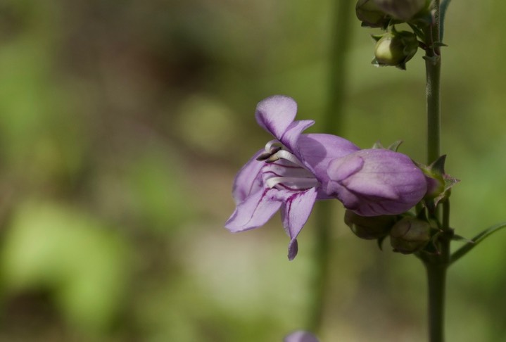 Wandbloom Penstemon - Penstemon virgatus 1