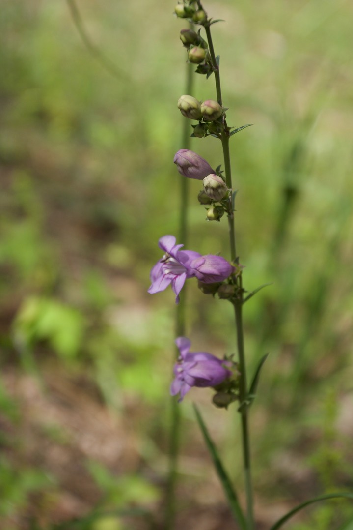 Wandbloom Penstemon - Penstemon virgatus 2