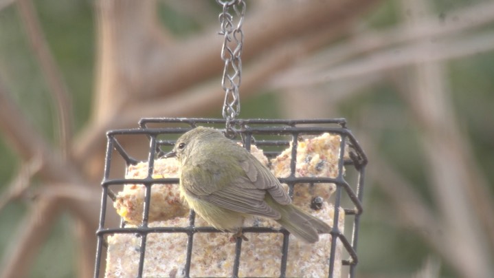 Warbler, Orange-crowned 1