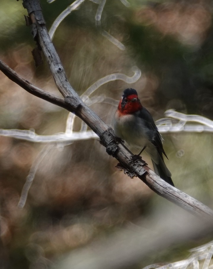 Warbler, Red-faced 8:12:18a