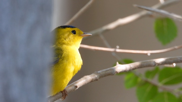Warbler, Wilson's - Hillsboro, New Mexico - September 2020 3