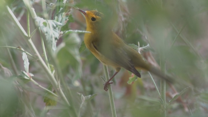 Warbler, Wilson's Aug15 A