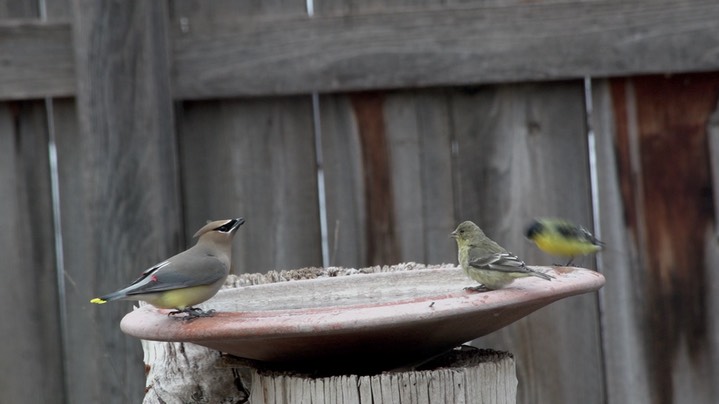 Waxwing, Cedar (New Mexico 2018) c