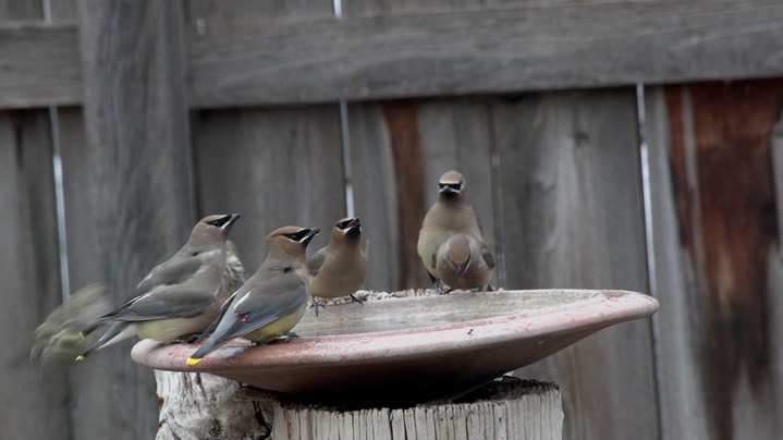 Waxwing, Cedar (New Mexico 2018) a