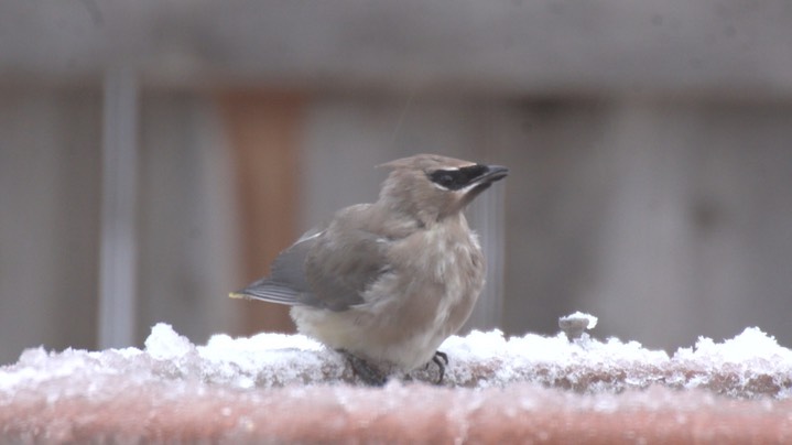 Waxwing, Cedar Nov13