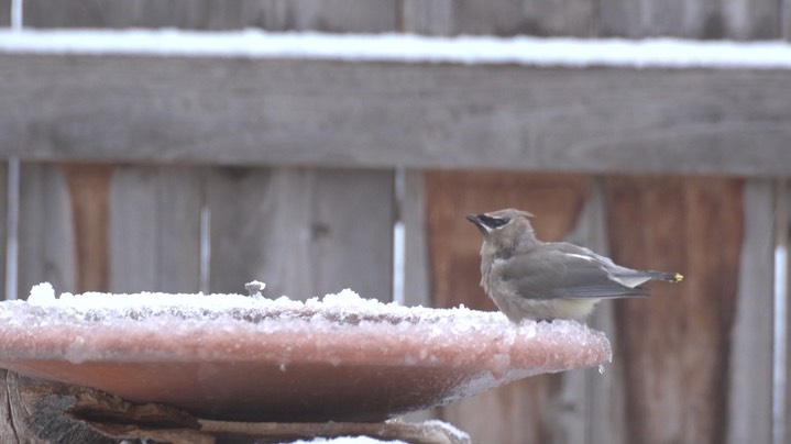 Waxwing, Cedar Nov13a