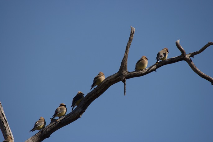 Waxwing, Cedar1
