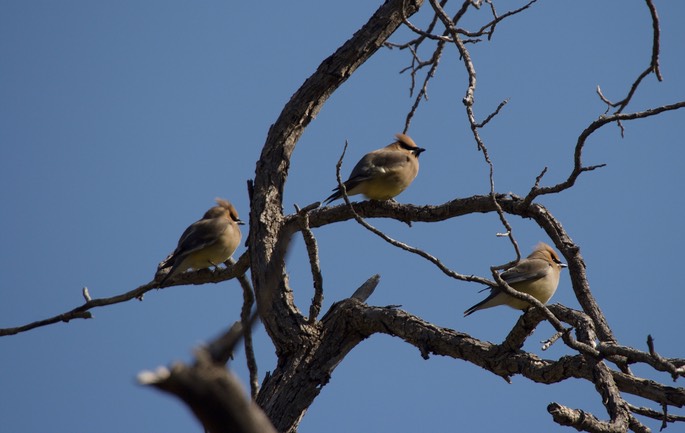 Cedar Waxwings, Forest Road 157, Black Range