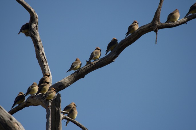 Waxwing, Cedar3