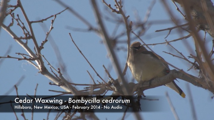 Waxwing, Cedar