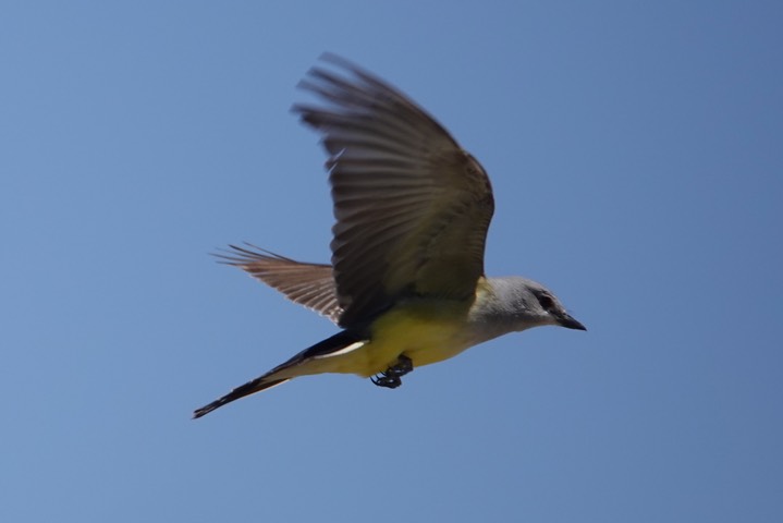 Western Kingbird a