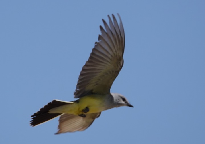 Western Kingbird, Nutt Grasslands (3)