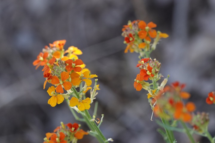 Western Wallflower, Erysimum capitatum b