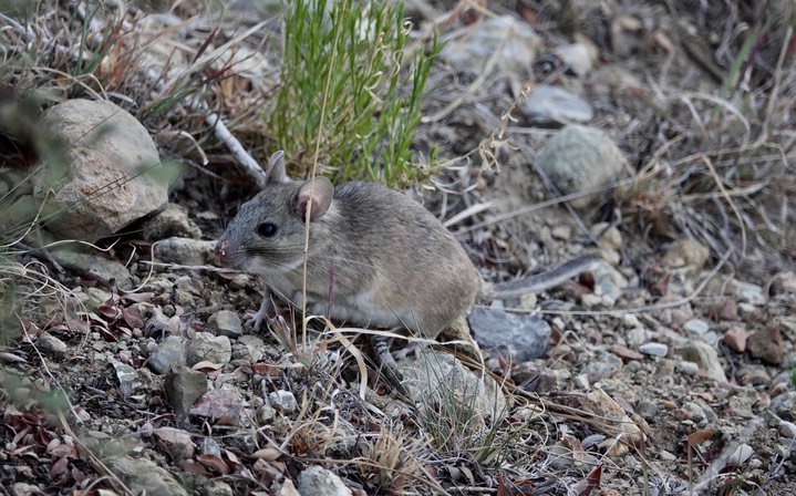 Woodrat, White-throated