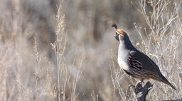 Quail, Gambel's 1