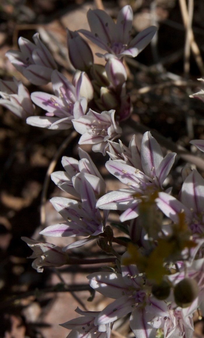 Rockhound State Park, Demming, NM