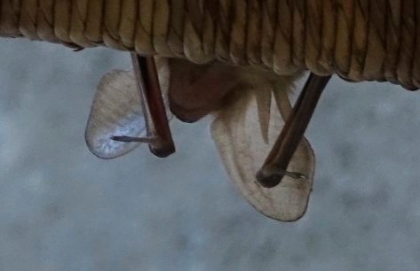 Bat, Pallid
Antrozous pallidus
Hillsboro, NM, USA