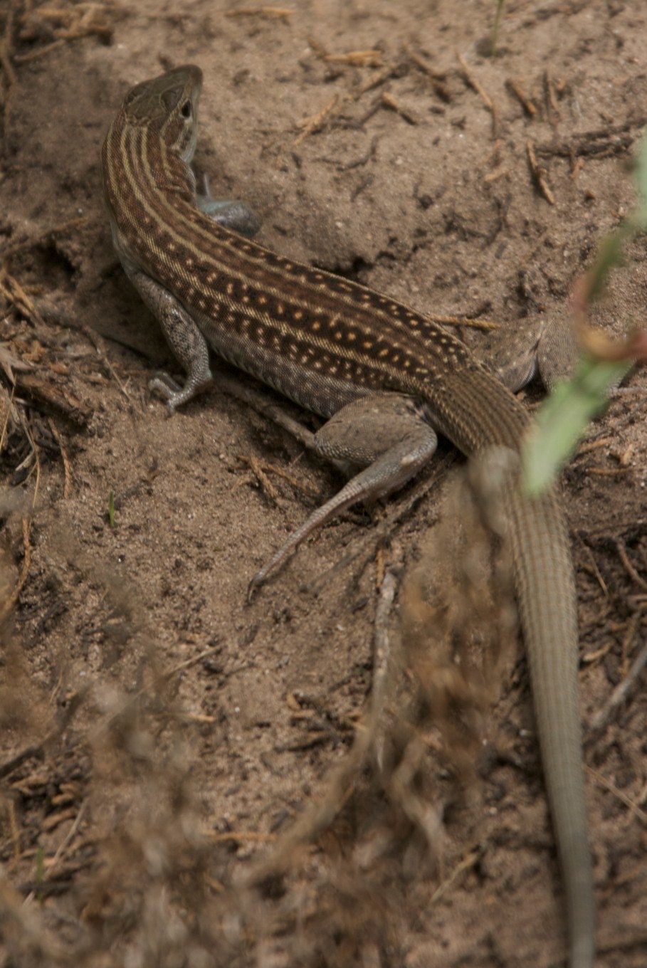 Chihuahuan Spotted Whiptail, Aspidoscelis exsanguis, Gila Wilderness, NM
