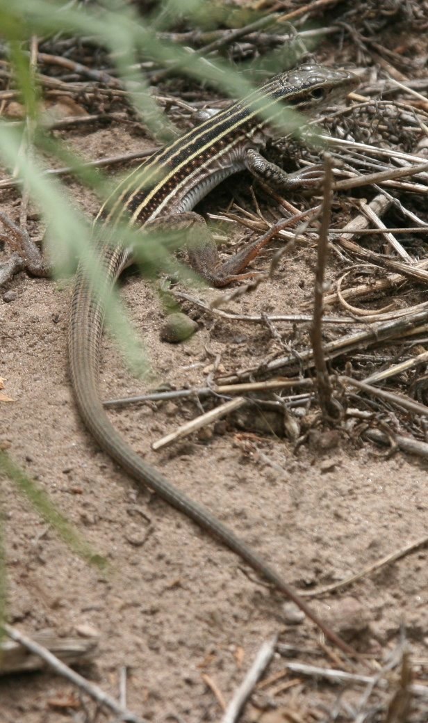 Whiptail, New Mexico (Aspidoscelis neomexicana) Gila Wilderness, NM