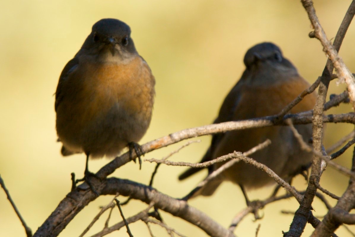 Western Bluebird, near Hillsboro, NM