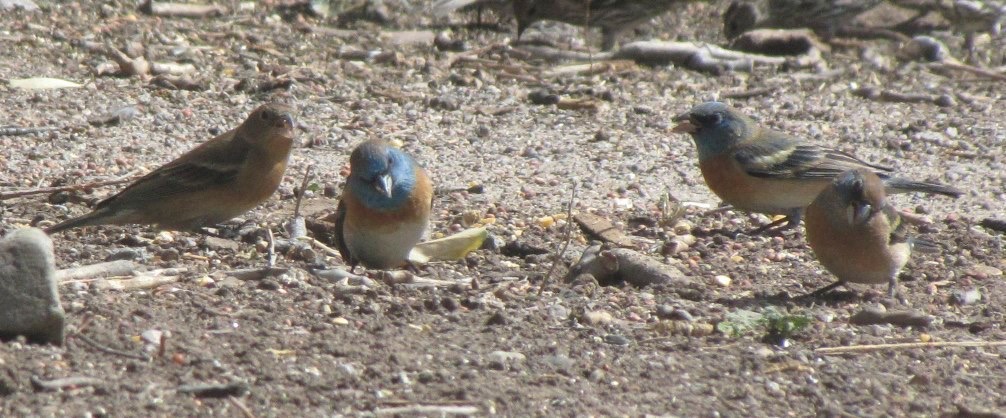 Lazuli Bunting, Hillsboro, NM