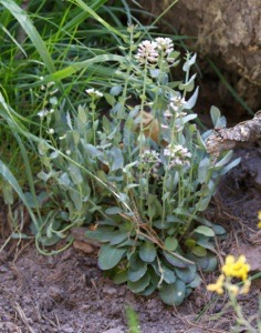 Capsella bursapastoris
Sheperd's Purse
Railroad Canyon