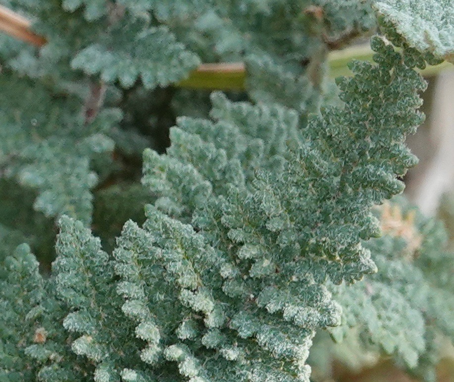 Cheilanthes yavapensis?