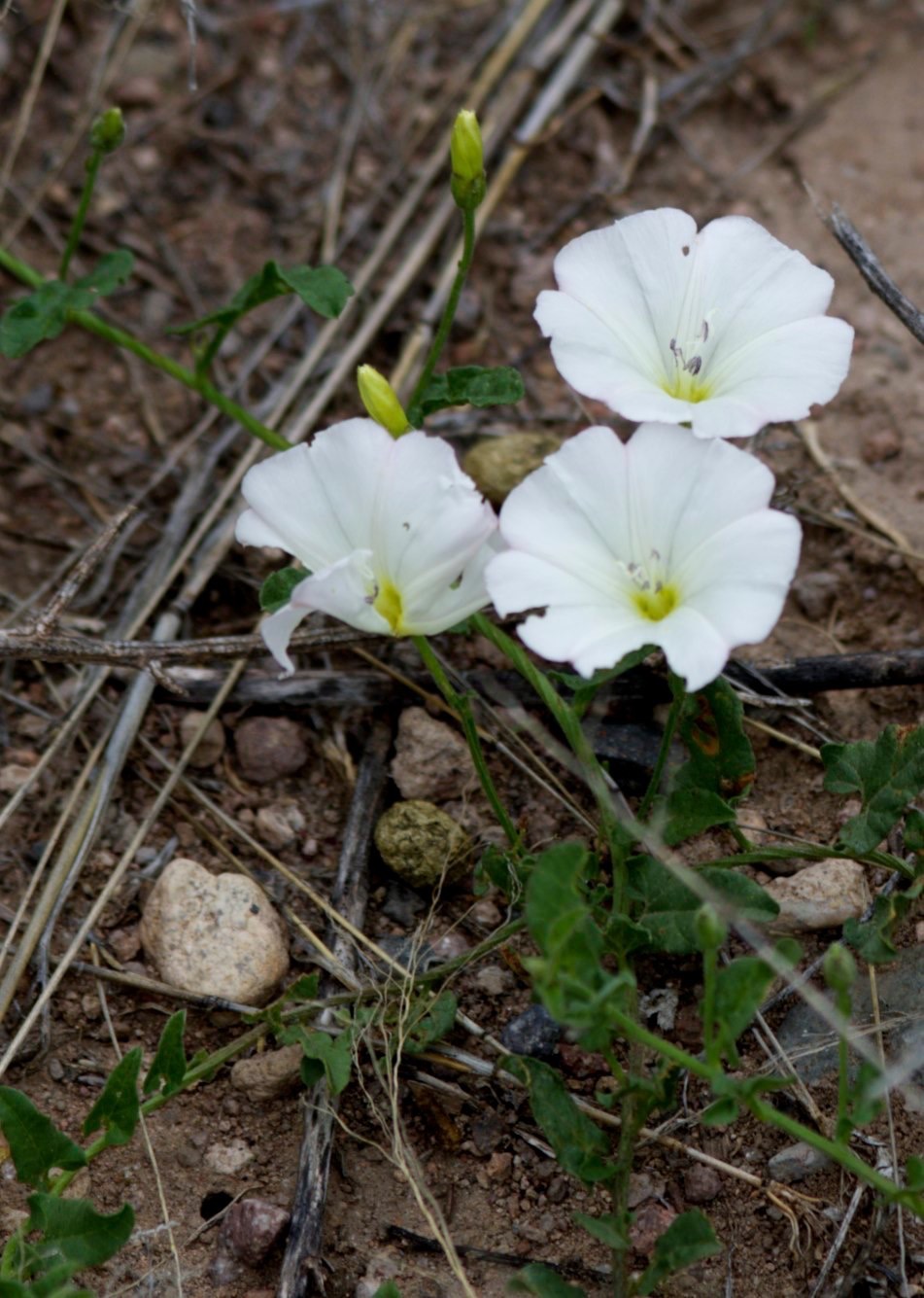 Convolvulus arvensis
Field Bindweed
San Lorenzo, New Mexico, USA