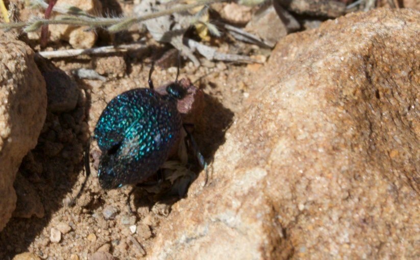 Cysteodemus wislizeni
Desert Blister Beetle
Ready Pay Gulch
East of Hillsboro, NM, USA