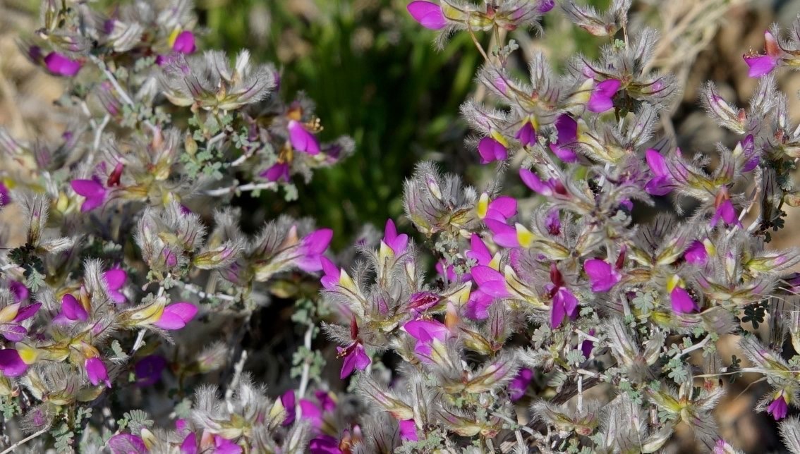 Dalea formosa Dwarf Prairie Clover(Indigo Bush)North Wicks Canyon 
East of HillsboroNew Mexico, USA