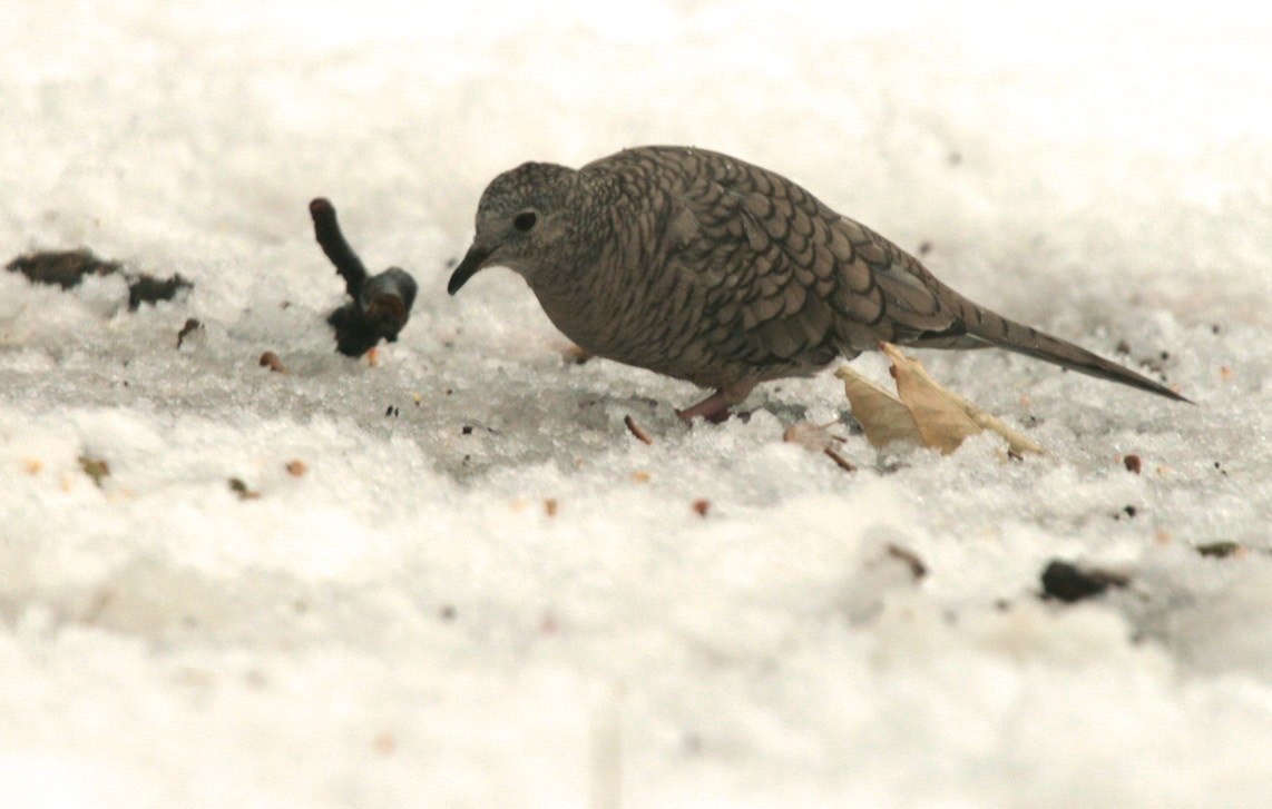 Inca Dove - Hillsboro NM
