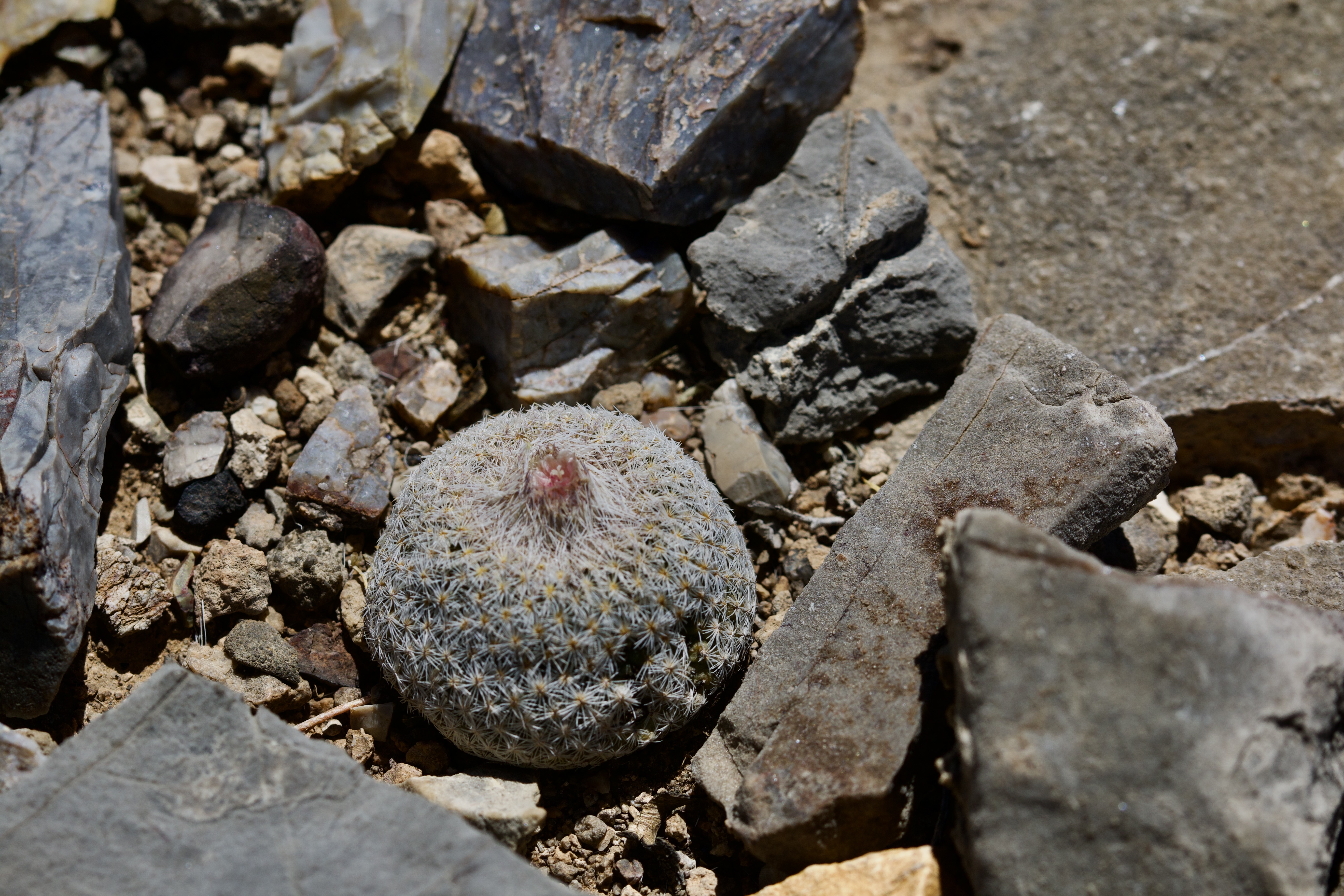 Chihuahua Pinapple Cactus - Echinomastus intertextus