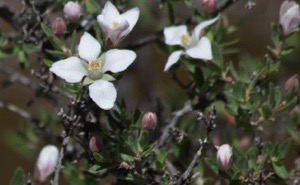 Fendlera rupicola var. wrightii
Fendlerbush or 
Wright's Fendlerbush
Railroad Canyon