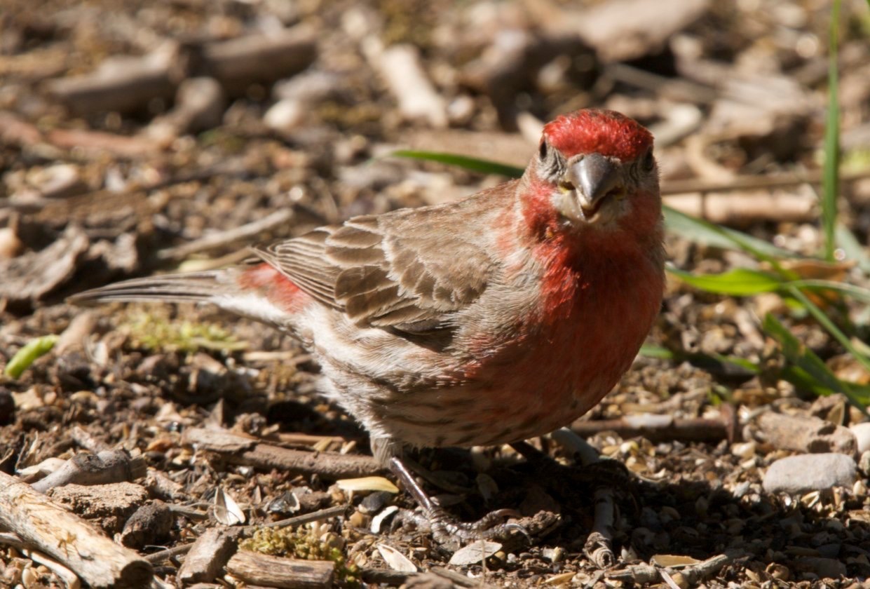 House Finch, Hillsboro, NM