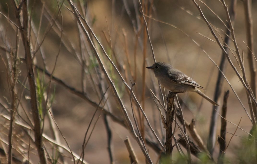 Flycatcher, Gray
Empidonax wrightii
Percha Creek, east of Hillsboro, NM