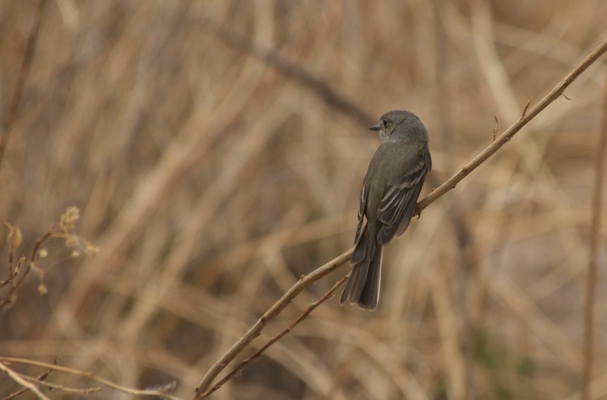 Gray Flycatcher, Rio Mimbres, San Lorenzo, NM