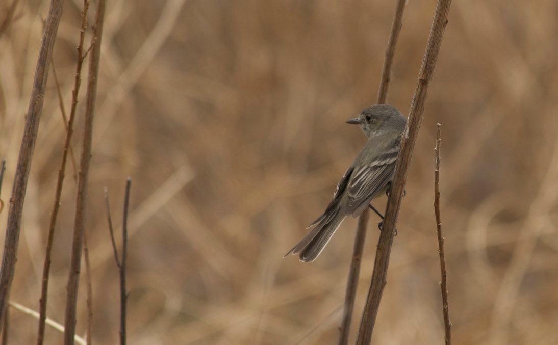 Gray Flycatcher, Rio Mimbres, San Lorenzo, NM