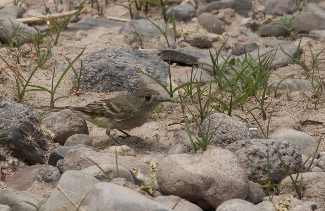 Gray Flycatcher, Rio Mimbres, San Lorenzo, NM