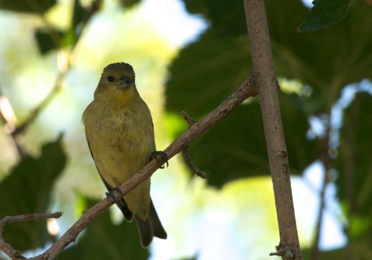 Lesser Goldfinch - Hillsboro, NM