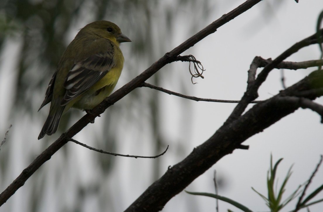 San Lorenzo, Grant County, New Mexico   - Lesser Goldfinch