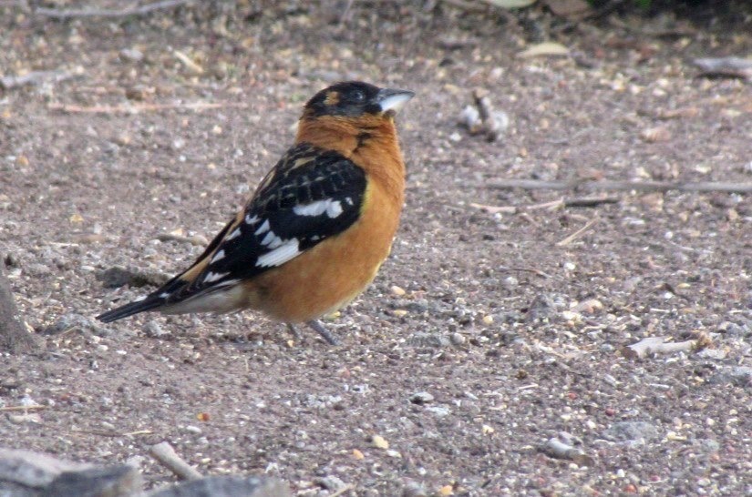 Black-headed Grosbeak, Hillsboro NM