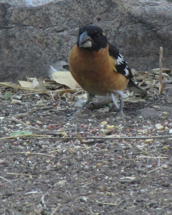 Black-headed Grosbeak, Hillsboro NM