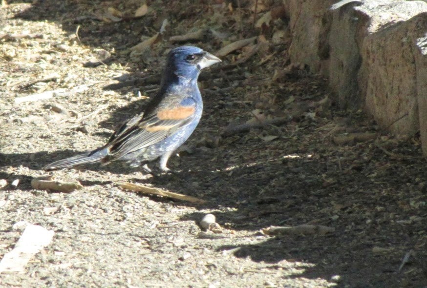 Blue Grosbeak, Hillsboro NM