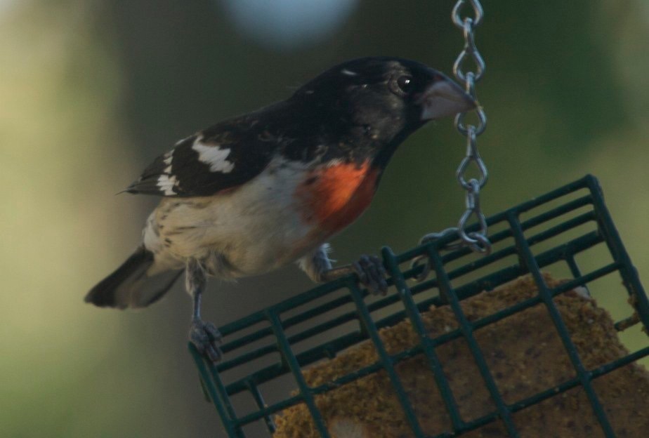 Rose-beasted Grosbeak, Hillsboro NM