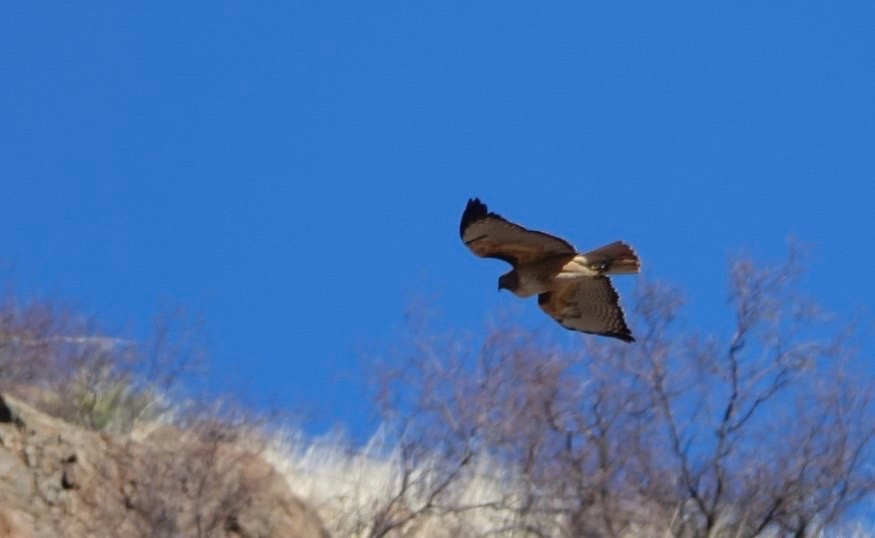 Hawk, Red-tailed
East of Hillsboro, NM, USA